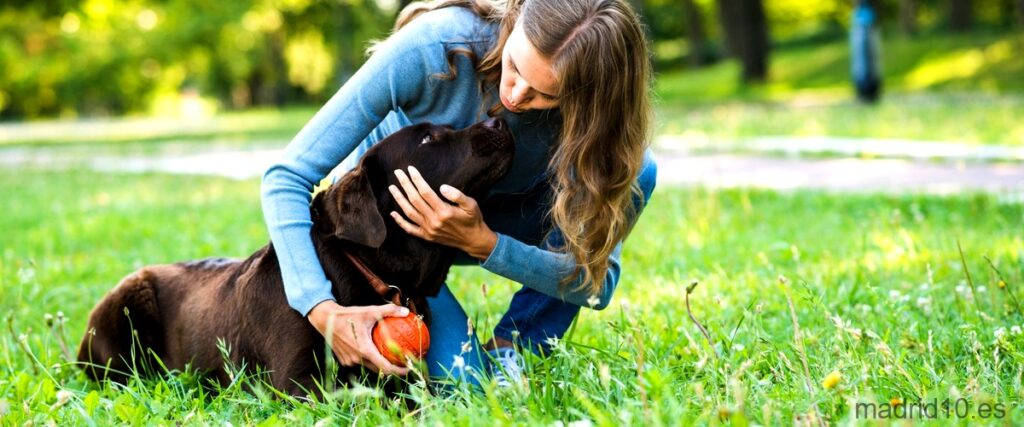 14 Mejores cursos de adiestramiento canino en Madrid