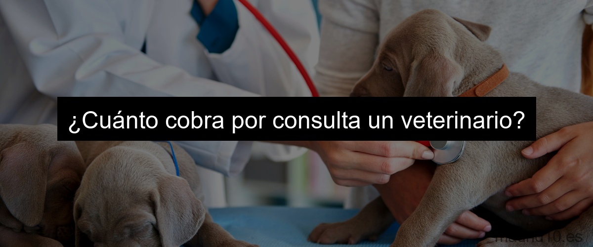¿Cuánto cobra por consulta un veterinario?