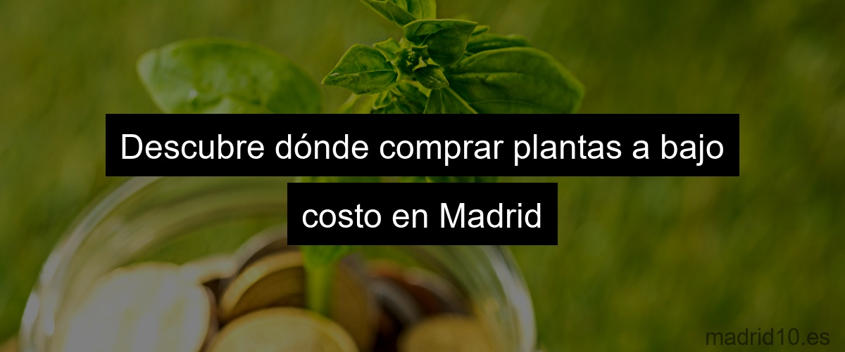Descubre dónde comprar plantas a bajo costo en Madrid