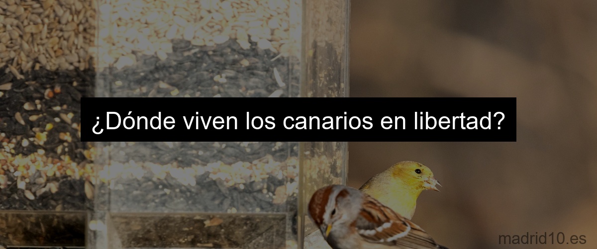 ¿Dónde viven los canarios en libertad?