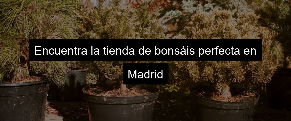 Encuentra la tienda de bonsáis perfecta en Madrid