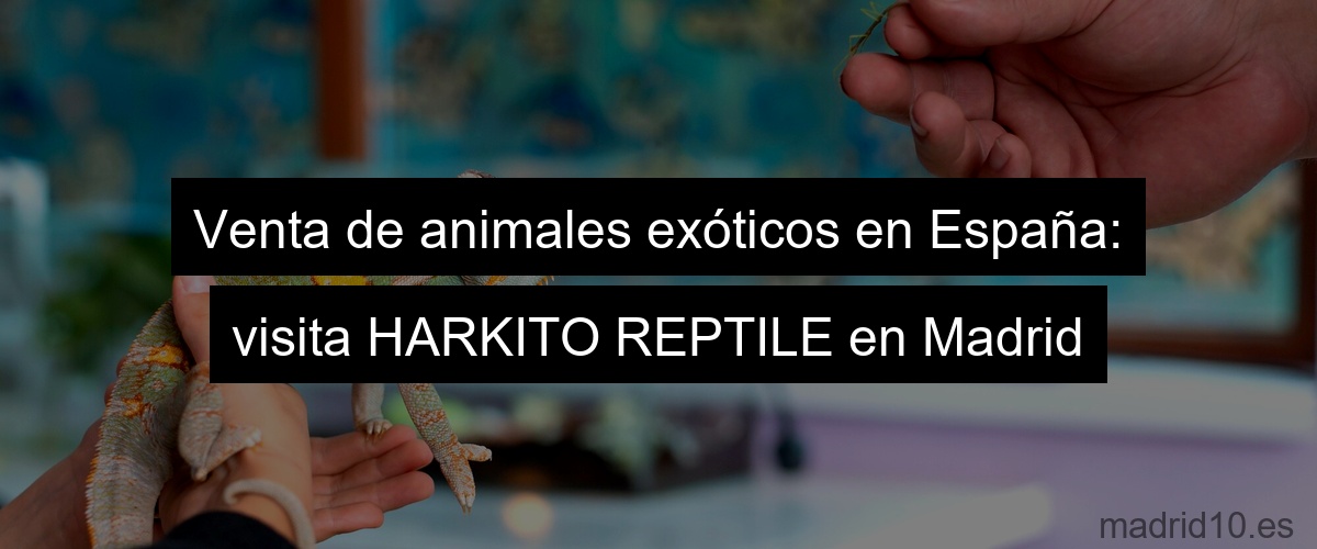 Venta de animales exóticos en España: visita HARKITO REPTILE en Madrid