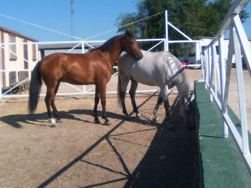Hípica Montenegro Escuela de Equitación Madrid