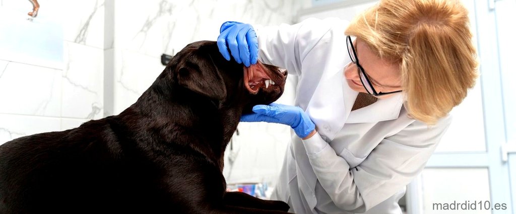  ¿Cómo encontrar el mejor veterinario en Madrid? 