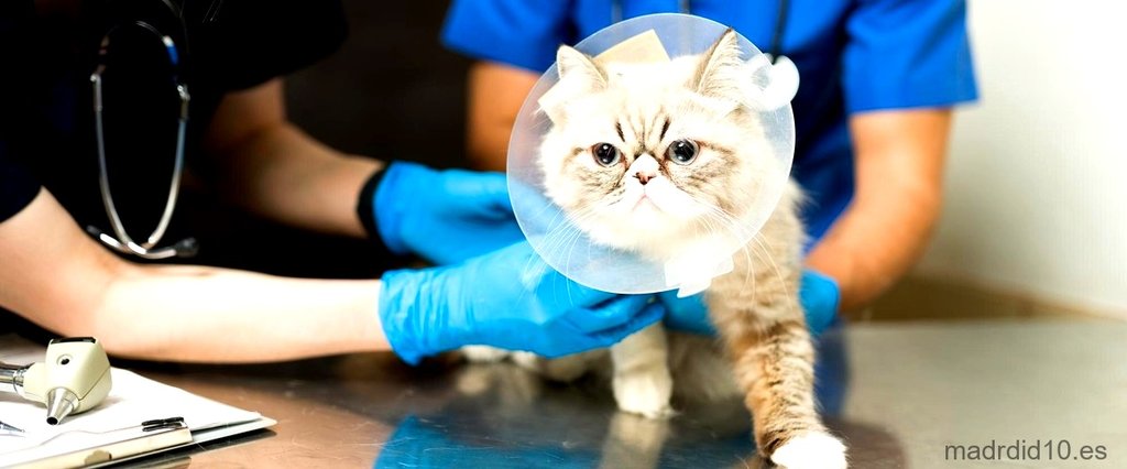  ¿Cuánto sale una hospitalización veterinaria? 